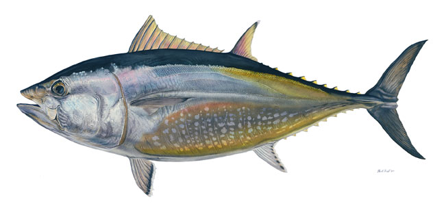 Bluefin-Tuna